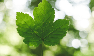 Carbon fund
